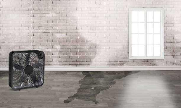 Best Professional water damage repair  in Pleasant View, TN